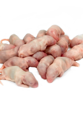 顺丰冰冻乳鼠爬宠蛇食物