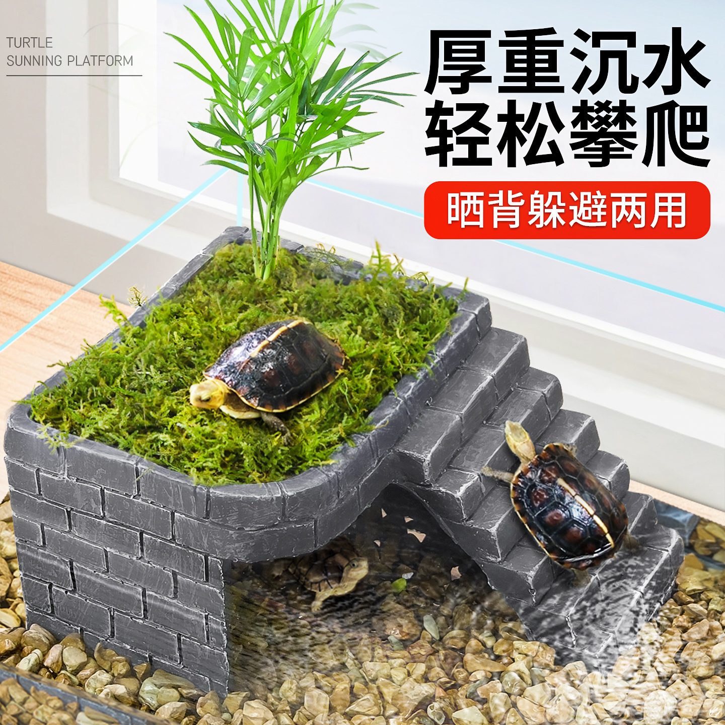 爬将军乌龟晒台躲避洞