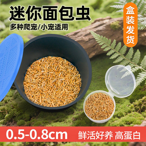 开口虫0.3cm0.5cm活体面包虫