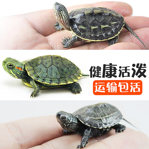 活体巴西宠物中华草龟