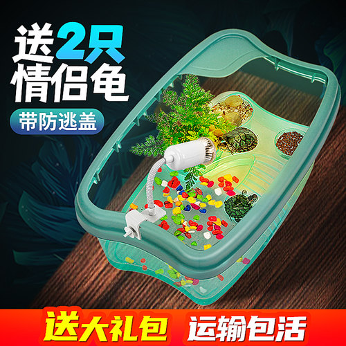 观赏家养珍珠巴西网红活体小乌龟