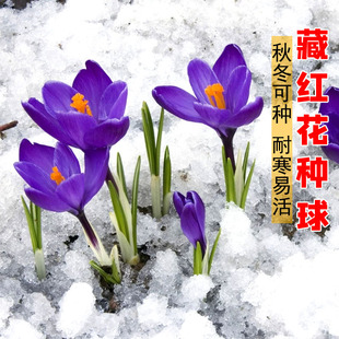 药用藏红花种球 番红花食用耐寒花卉种子冬季西红花苗根植物盆栽