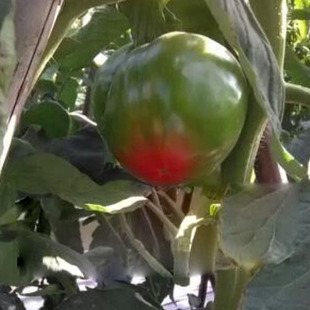 一点红顶心红番茄种子 大绿皮柿子蔬菜种子西红柿一点红秋季种子