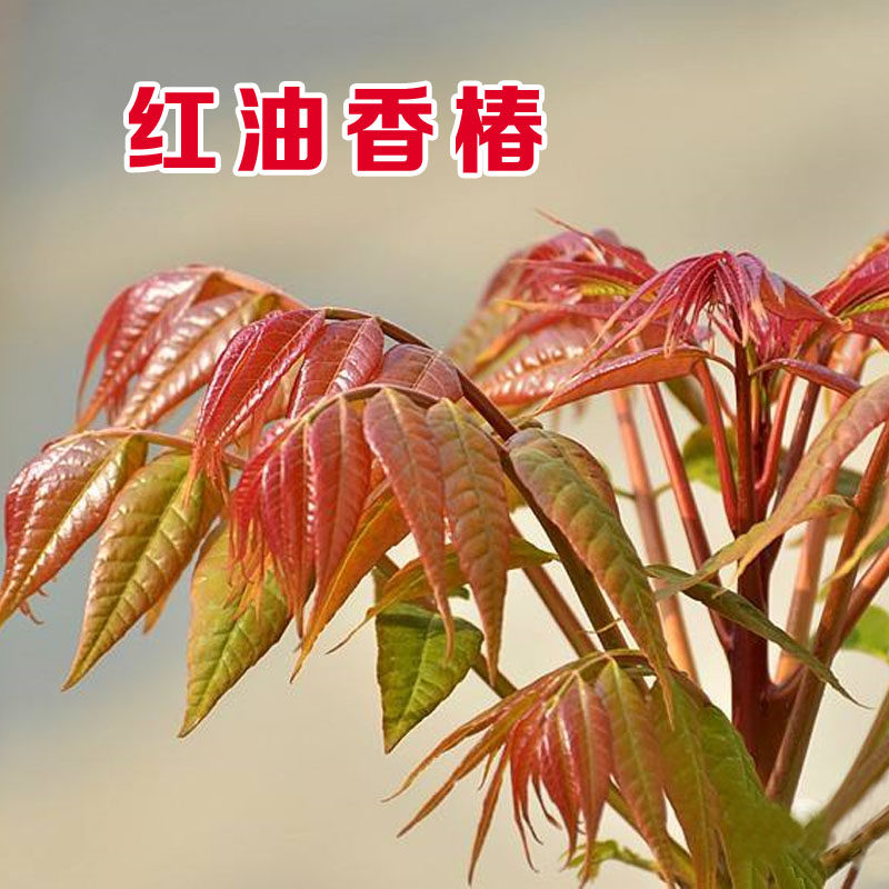 红油香椿种子 食用香椿树种子 椿芽 当年新采 野生刺老芽蔬菜种孑