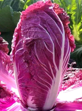 紫色大白菜种籽 紫玉养生菜种子特色花青素四季阳台菜园蔬菜种子