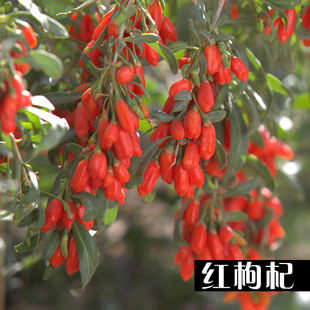 枸杞种子红枸杞种子黑枸杞种籽纯野生特菜保健野果种子阳台种植