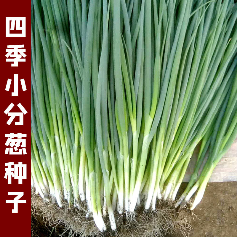 四季小葱种子分葱小细葱小香葱种籽阳台盆栽葱蔬菜孑种头葱头四季_虎窝淘
