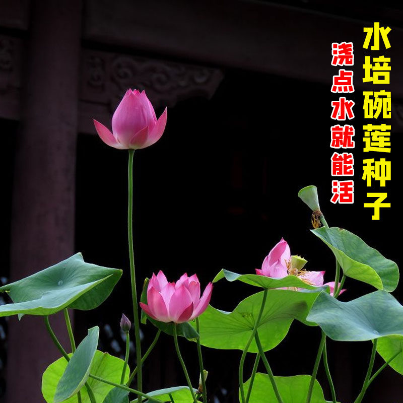 植物阳台水养四季开花碗莲种子
