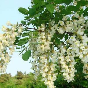 国槐种子去皮槐豆净种籽速生国槐树籽园林绿化种籽秋季种植