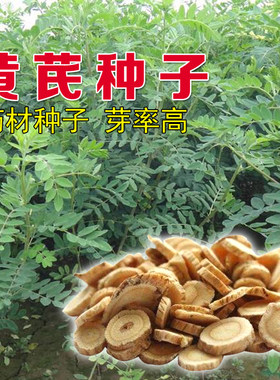 纯新绵芪铁杆多年生黄氏四季种子