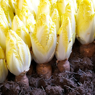 金玉兰菜种子菜根种孑种苗白玉兰种子软化黄菊苣苦苣种籽黄芽菜种