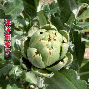 进口绿朝鲜蓟种子法国洋百合蔬菜种籽菊四季春播秋冬季盆栽孑