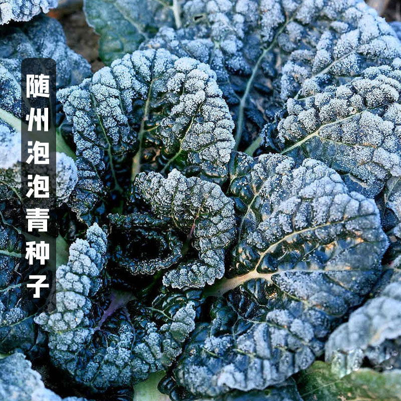 随州泡泡青种籽 黑青白菜种子皱叶黑油白菜小青菜耐寒秋冬季蔬菜