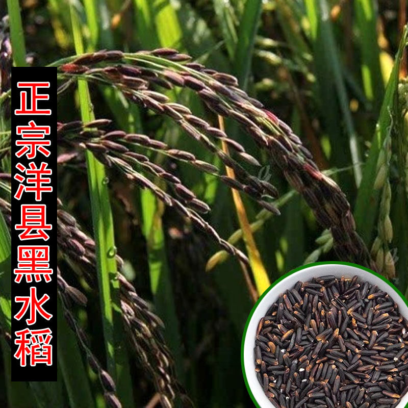 正宗洋县黑水稻种米谷种 陕西黑米谷种汕稻黑稻种黑糯米种籽1千克