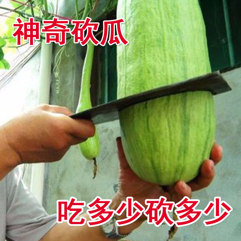 农家精品神奇砍瓜四季巨型种子