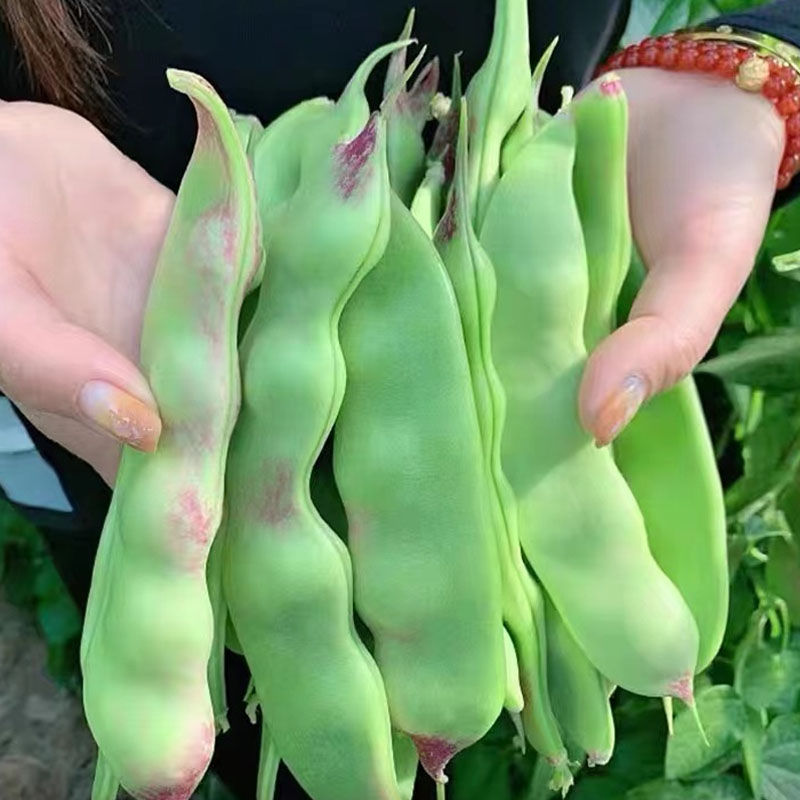 一点红油豆种子油豆角四季图片
