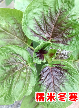 冬苋菜糯米冬寒菜种马蹄菜高钙菜盆栽野菜四季青菜种籽春季种子