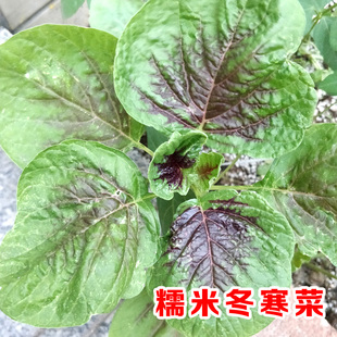 冬苋菜糯米冬寒菜种马蹄菜高钙菜盆栽野菜四季青菜种籽春季种子