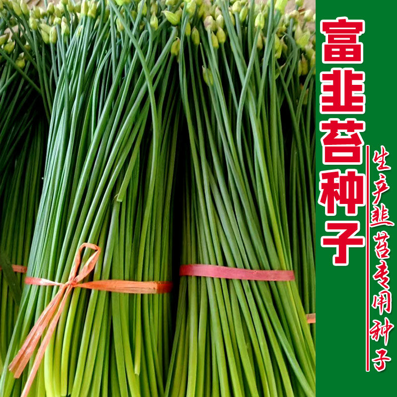 韭苔种子 苔韭种籽春季富久一号多年生四季菜种孑包邮韭菜花籽