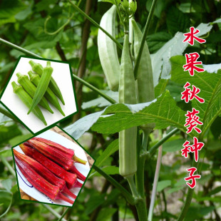 黄秋葵种籽种子苗高产水果四季 盆栽红蔬菜种苗孑农家幼苗蔬莱秧