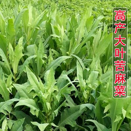 牧草苦荬菜种子鱼苦麻菜