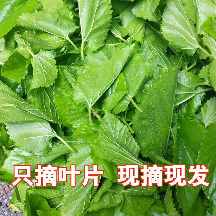 桑叶新鲜蚕桑蚕宝宝活物蚕虫食物蚕叶嫩桑叶现摘学生养蚕套装喂蚕