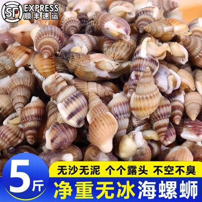 海瓜子熟冻海螺丝鲜冷冻海瓜子熟冻海锥海钉新鲜麻辣海螺海丁顺丰