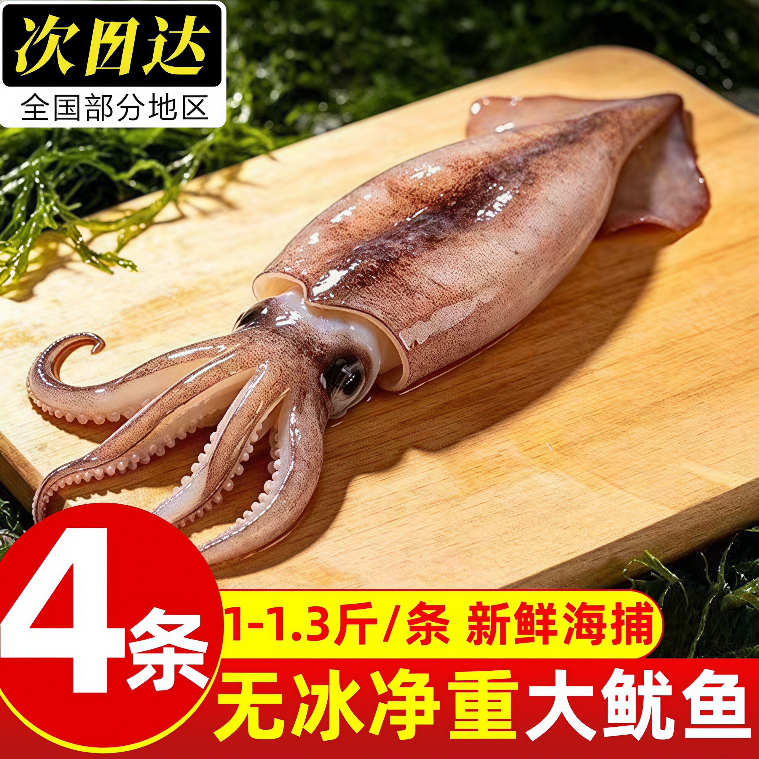 整只冰鲜枪乌贼大鱿鱼铁板烧烤