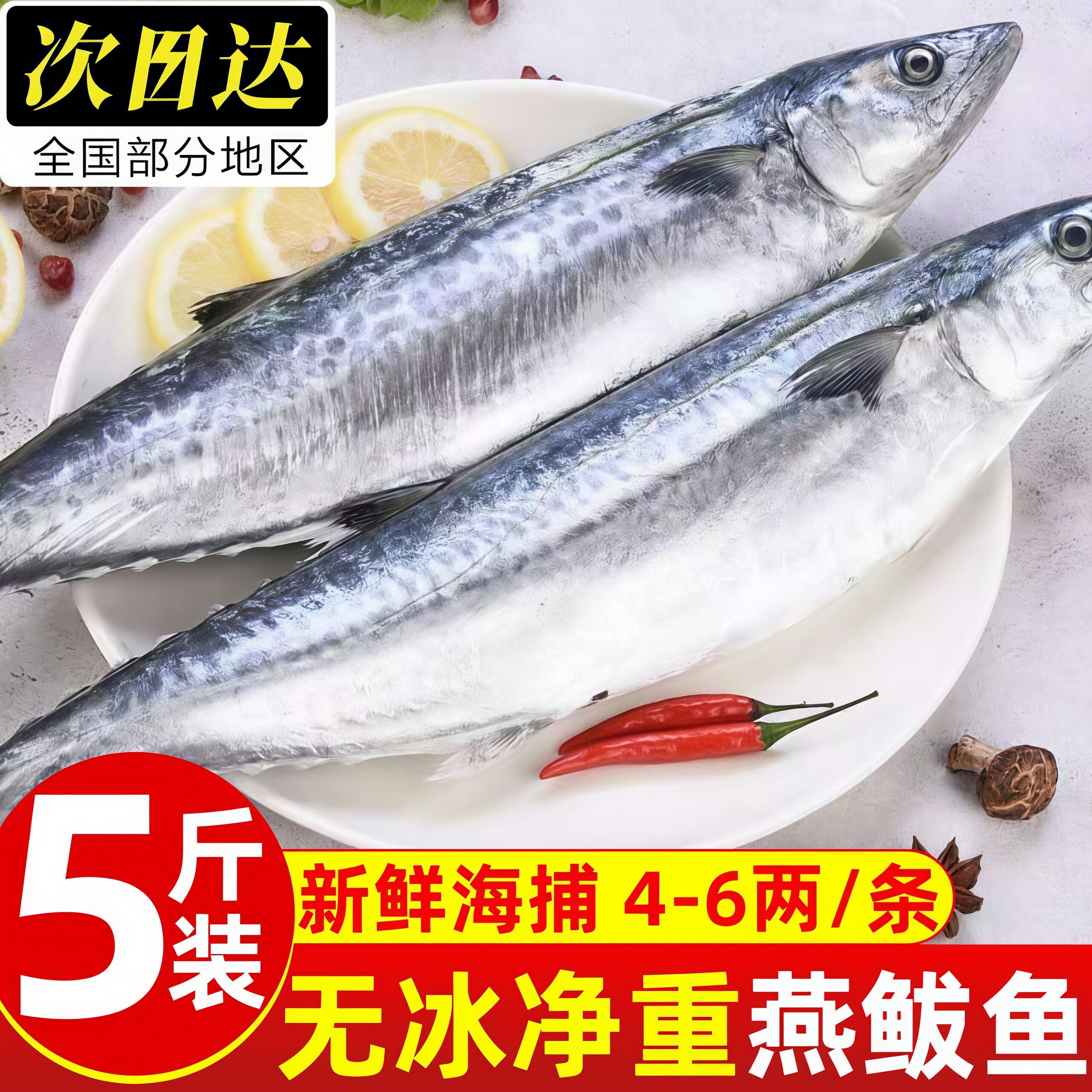 青岛鲜冻整箱马鲛鱼大鲅鱼