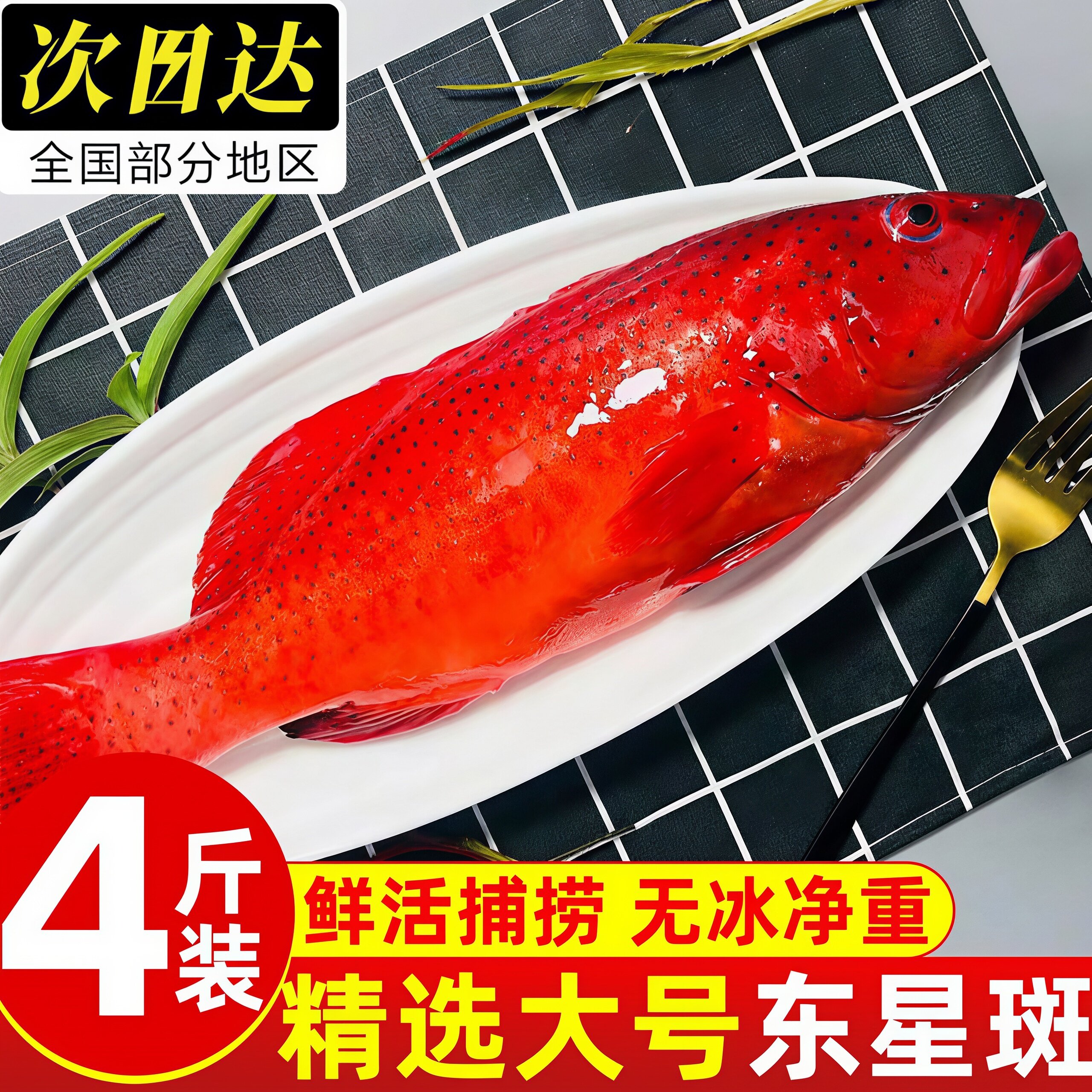 北海东星斑红尾斑鲜活速冻批发