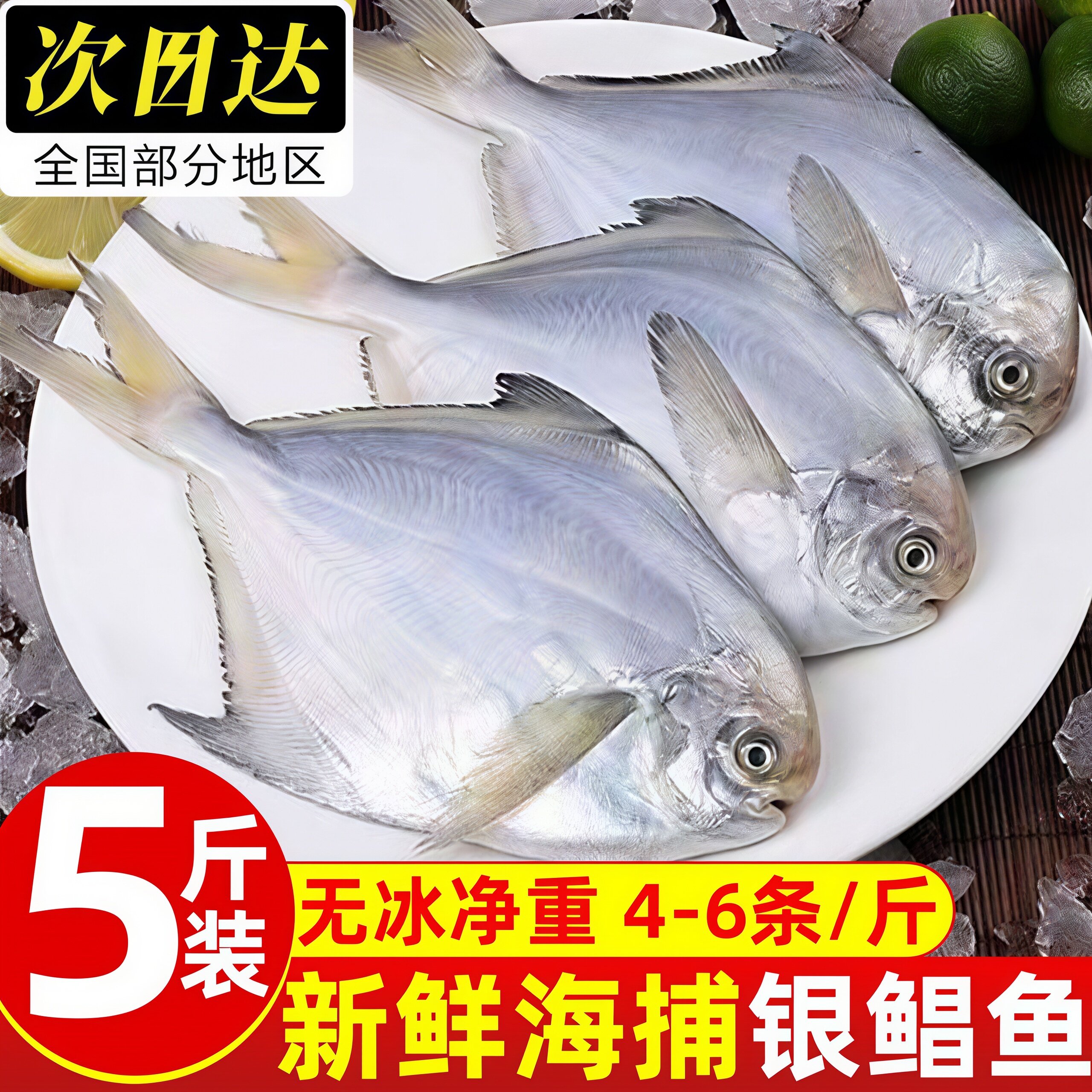 新鲜海捕野生银鲳鱼整箱批发