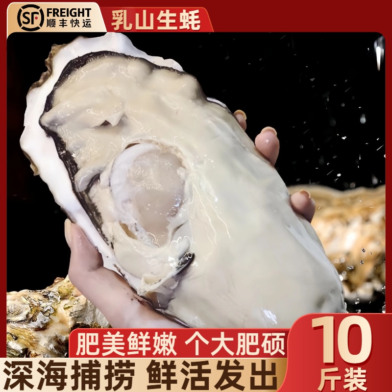 现捕鲜活生蚝大号山东牡蛎