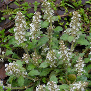新货苦草 筋骨草 白毛夏枯草 散血草 金疮小草 苦地胆晒干1斤包邮
