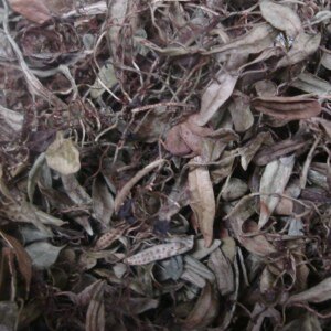 包邮野生干石瓜子 抱石莲 伏石蕨 飞连草  抱树莲 鱼鳖金星干1斤