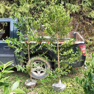 竹柏大苗老桩盆栽竹柏大树苗别墅庭院驱蚊四季常青名贵绿化行道树