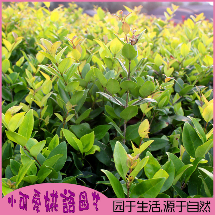 金森女贞小苗女贞树苗水蜡苗彩色叶子植物观叶别墅庭院绿化树小苗