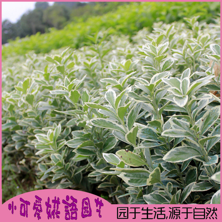 庭院植物别墅绿化金边黄杨万年青