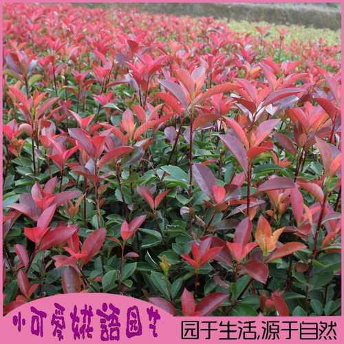 室外植物红叶石楠小苗