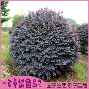 红继木球红花继木球盆景造型树苗红桎木春季耐寒庭院园林别墅绿化