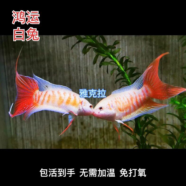 中国斗鱼鸿运白兔懒人观赏小鱼淡水冷水耐活好养风水鱼不用打氧气