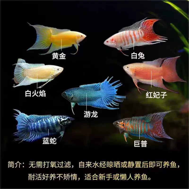 中国斗鱼混养套餐淡水冷水观赏鱼新手小鱼苗不打氧好养耐活自来水