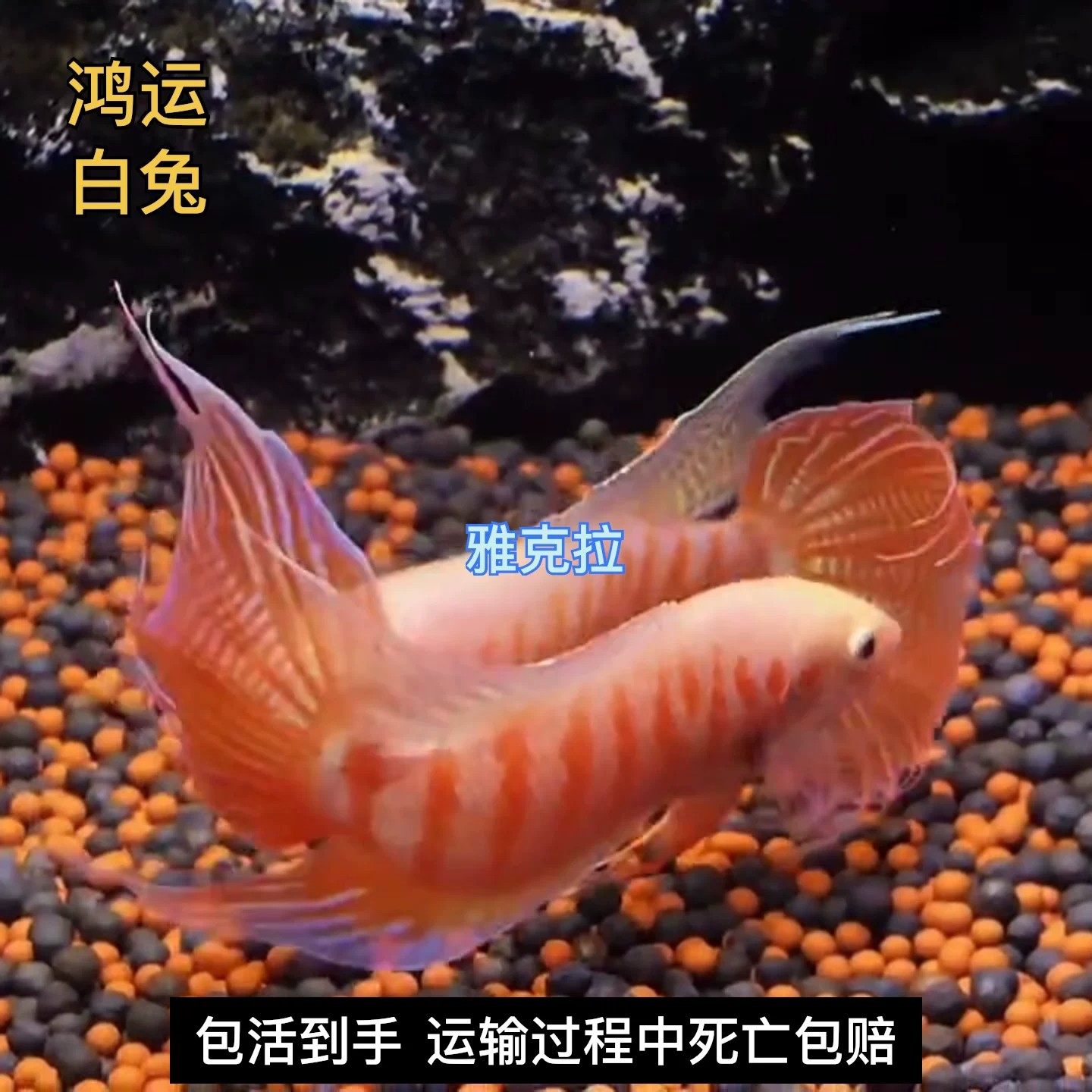 鸿运白兔中国斗鱼淡水冷水观赏鱼小型鱼苗耐活好养不用打氧免加温