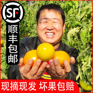 顺丰五原黄柿子内蒙古大黄西红柿新鲜水果沙瓤多汁自然熟农家当季