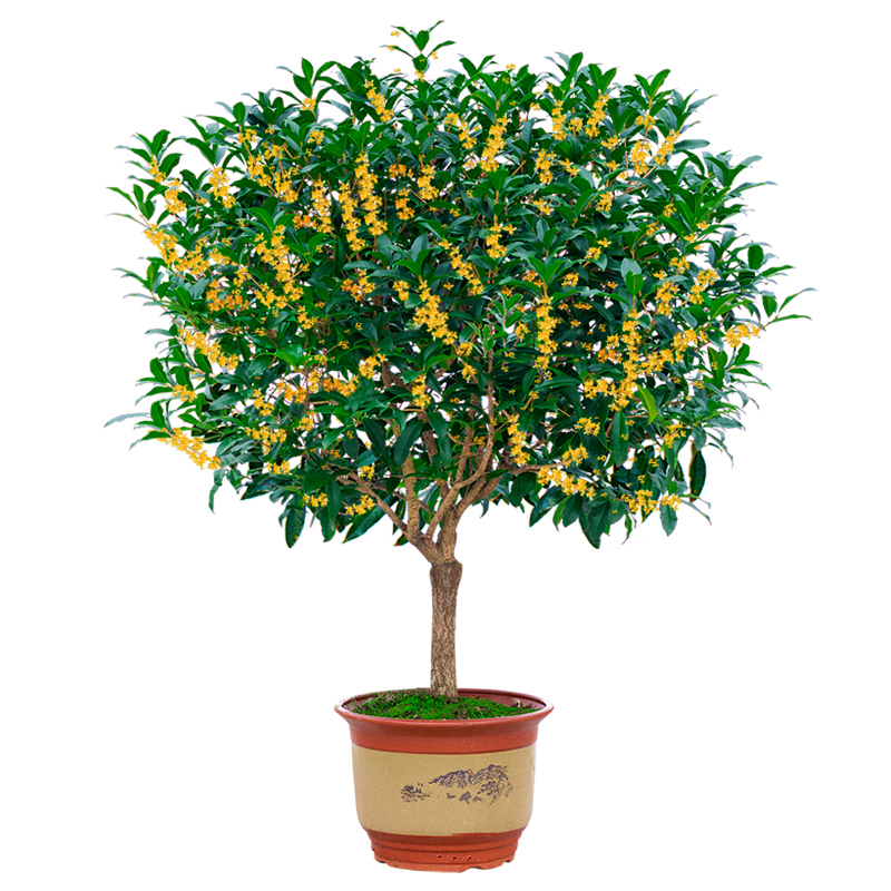 桂花树苗盆栽金桂浓香型花卉庭院室外植物四季开桂沉香花流苏嫁接