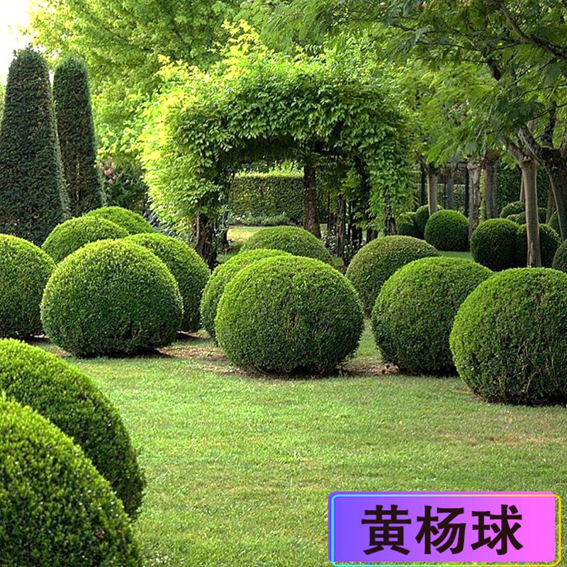 灌木 绿化苗木 苗 苗木 树 植物 800_800