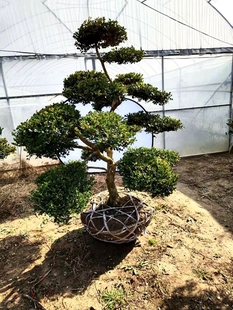 黄杨千年矮树苗 花万年青树苗黄杨 路边绿化花卉院子里种 常绿