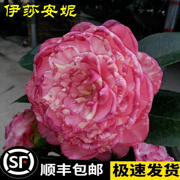 伊莎安妮茶花盆栽树苗福建龙岩正品名贵品种苗好养易活