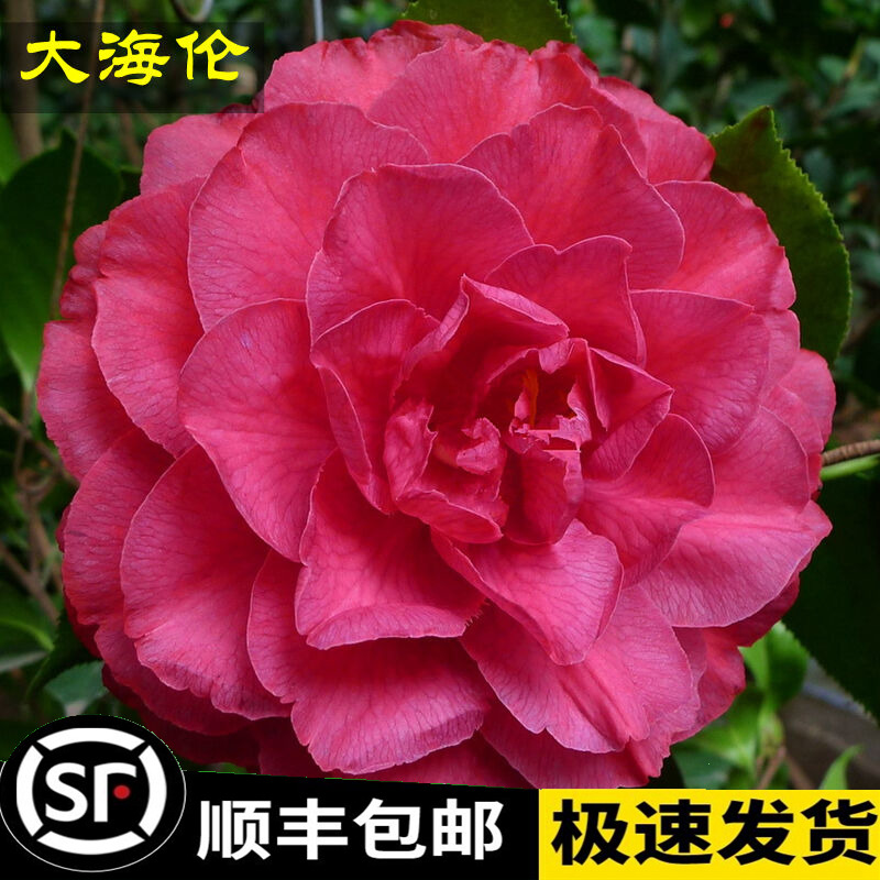大海伦山茶花树苗大型红花玫瑰型福建龙岩四季盆栽花卉正品包邮