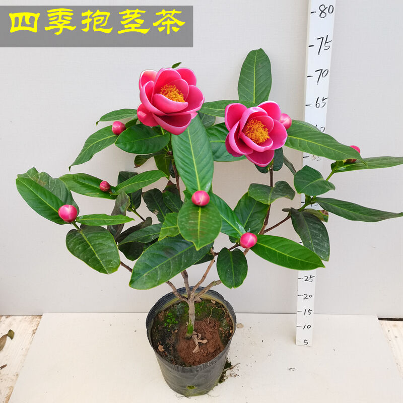 越南四季抱茎山茶花盆栽海棠茶进口名贵品种四季开花客厅庭院植物