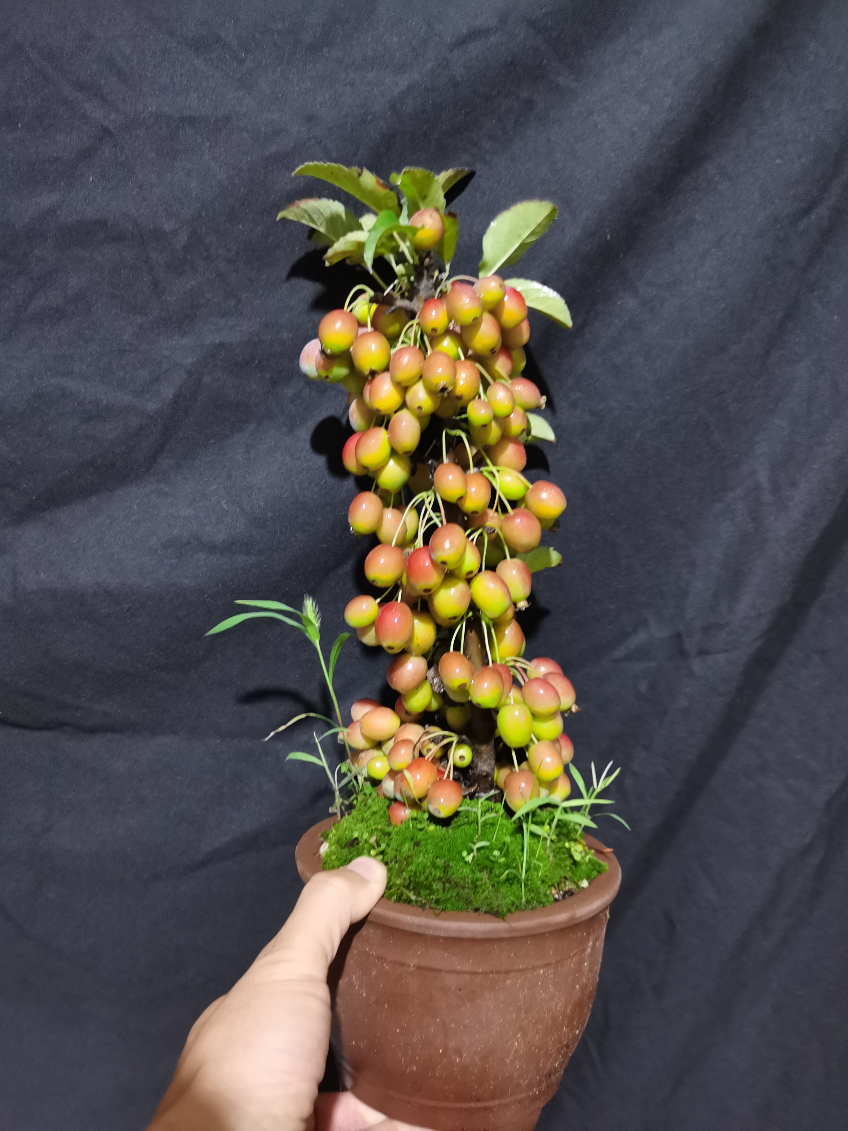 日本姬苹果姬美好盆景嫁接苗原生苗南北方都可以种植办公桌